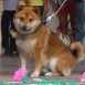 MI SHIBA INU